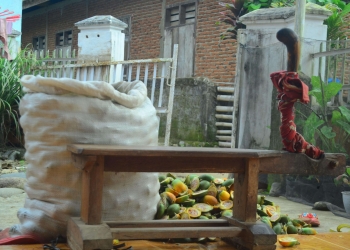 Pinang: Tumbuhan Paling Konsisten dan Perawatan yang Mudah