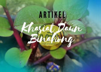 Daun Binahong: Tumbuhan Liar yang Memiliki Banyak Khasiat