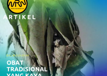 Daun Sungkai: Obat Tradisional yang Kaya Manfaat