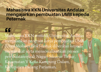 Mahasiswa KKN Universitas Andalas Mengajarkan Pembuatan UMB Kepada Peternak